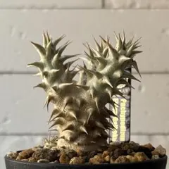 パキポディウム　恵比寿大黒　No.001　鉢、送料込　メルカリ便 パキポディウム 恵比寿大黒 No.001 鉢、送料込 メルカリ便