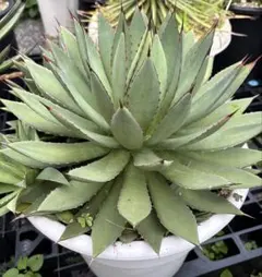 アガベ　イシスメンシス✖️フィリフェラ　２個セット アガベ フィリフェラ×イシスメンシス(Agave hybrid filifera