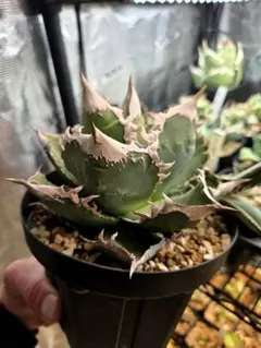 2026年最新】ロウルサンコの人気アイテム - メルカリ