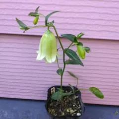 ももはな様 リクエスト 2点 まとめ商品