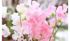 合馬公式アカウント2さま専用