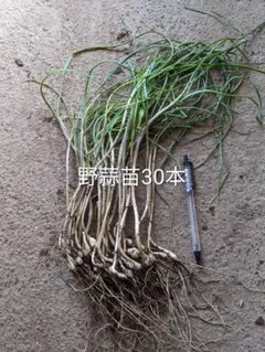 ポチョムキン様 リクエスト 3点 まとめ商品