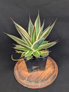 アガベ　スノーグロー　抜き苗　メルカリ便で発送　ドライガーデン 2025年最新】アガベ スノーグローの人気アイテム - メルカリ