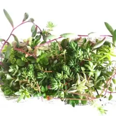 多肉弁当　多肉植物寄せ植えセット　お買い得
