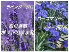 まるちゃん様 リクエスト 2点　6Eグロッソ&6Aディープブルーまとめ商品