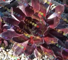センペルビウム 輸入 ドイツ Lippy - メルカリ