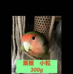 粟穂　300g 赤粟穂　不揃い　オカメ　セキセイ　訳あり　小動物　インコのサムネイル