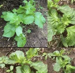 シソ苗　チビ苗 3苗a