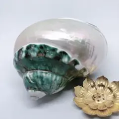 2025年最新】夜光貝オブジェ￼の人気アイテム - メルカリ