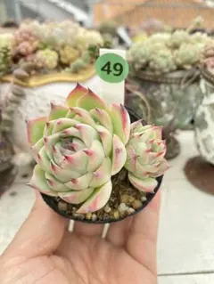 SALE❗️493多肉植物 エケベリア ピンクローサ カット苗 寄せ植え