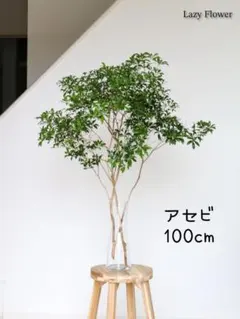 アセビ 100cm 2本 枝物 生花 インテリア 装飾 映える枝 切りたて