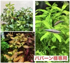 パバーン様専用