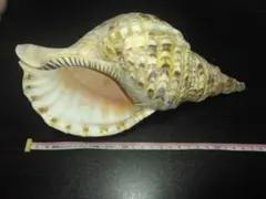 ホラ貝　ホラガイ　 貝殻 大きめ 沖縄 お守り 開運　約26センチ　320グラム ホラ貝 ホラガイ貝殻 大 沖縄 お守り 開運 約26センチ320グラム 法螺貝