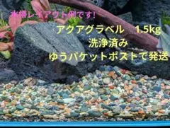 アラグアイアパープルバコパ 水中葉5本 8cm前後 ネコポス発送 - メルカリ