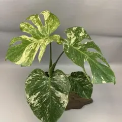 2025年最新】モンステラ ホワイトモンスターの人気アイテム - メルカリ