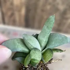 プロフ確認宜しく‼//あっくんママ様 リクエスト 2点 まとめ商品