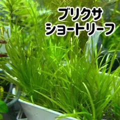 みょん様 リクエスト 2点 まとめ商品