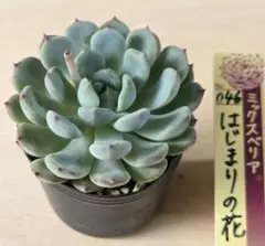 2026年最新】はじまりの花 多肉の人気アイテム - メルカリ