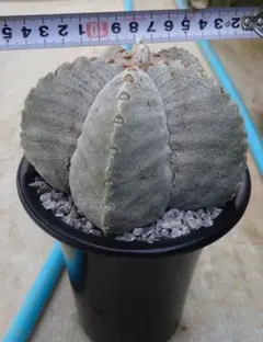 2026年最新】ストロンギロゴナムの人気アイテム - メルカリ