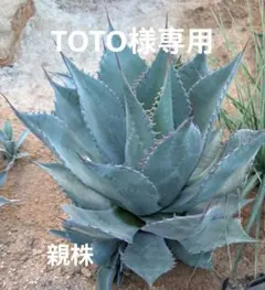 シャウィー　パラサナ　ハイブリッド アガベ シャウィー×パラサナ ハイブリッド 【公式通販】