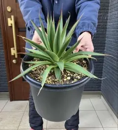 2026年最新】ブルーグロー アガベの人気アイテム - メルカリ