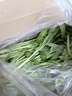 ホワイト空芯菜350gのサムネイル