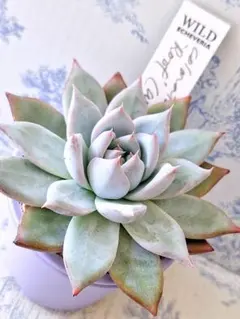 m*u様 サボテン相談室 ホリコロ 2025年最新】サボテン相談室の人気アイテム - メルカリ