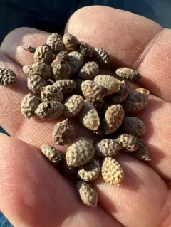 2026年最新】アデニア ペチュエリーの人気アイテム - メルカリ