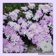2026年最新】花 種 珍しいの人気アイテム - メルカリ