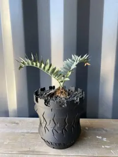 エンセファラルトスホリダス★カイルンシアナパキプス古木オリーブグラキリス観峰玉 2025年最新】ホリダ エンセファラルトスの人気アイテム - メルカリ