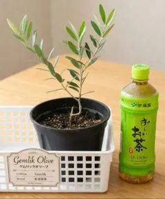 カヨンヌ カロレア オリーブの木 オリーブ シンボルツリー 希少 苗