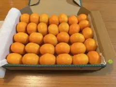 ハウスみかん　超小玉　静岡県産のサムネイル