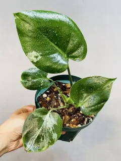 モンステラ デリシオーサ バルバソウル Bulbasaur variegated - メルカリ