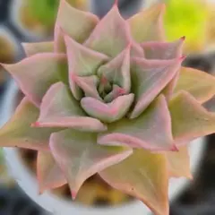 マディバ錦 多肉植物 B - メルカリ