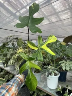 もるーん様 リクエスト 2点 まとめ商品