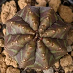 多肉植物 ユーフォルビア バリダゴブリン×螺旋バリダ - メルカリ