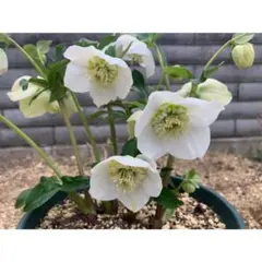 201☘️2年間管理☘️タグ付⭐️ASHWOODIENSIS⭐️BRIAR ROSE系