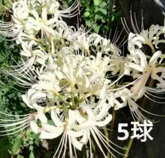 2026年最新】彼岸花 球根 白の人気アイテム - メルカリ