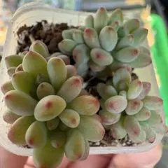 多肉植物 コキリノさん苗 乙女蛍 - メルカリ