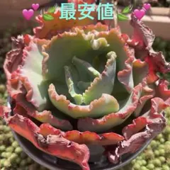 2026年最新】多肉好きの人気アイテム - メルカリ