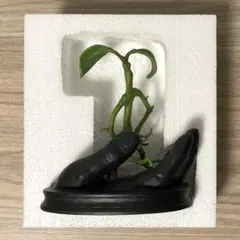 オーランド・ブルーム　サイン　東京コミコン くじ　A賞 オーランド・ブルーム サイン 東京コミコン くじ A賞 オーランド