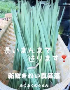 真菰葉 マコモ生葉 約200g 栽培期間中無農薬無施肥不耕起栽培 - メルカリ