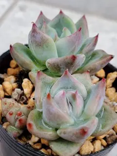 fukiko2107様 リクエスト 4点 まとめ商品