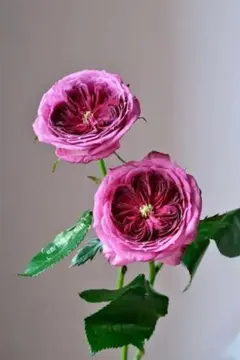 2026年最新】一期一会バラ苗の人気アイテム - メルカリ