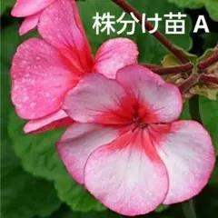 ゼラニウム株分け苗 A ピンクグラデーション花 抜き苗のサムネイル