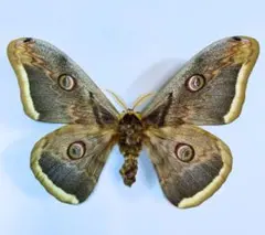 2026年最新】ヤママユ 昆虫標本の人気アイテム - メルカリ