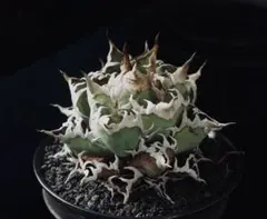 2025年最新】アガベ シーザーの人気アイテム - メルカリ