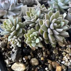 72 #多肉植物❤️アエオニウム❤️ リトルフォックス❤️19頭9cm拔き苗 リトルフォックス アエオニウム 多肉植物 - メルカリ