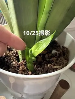 2025年最新】サンスベリア ムーンシャインの人気アイテム - メルカリ