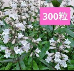 ぶーたん様 リクエスト 2点 まとめ商品